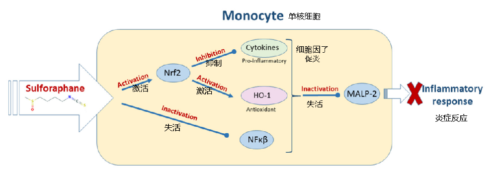 萝卜硫素作为一种天然免疫系统增强剂的潜力（综述）