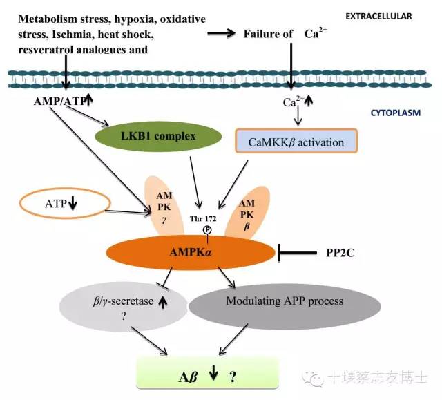 AMPK在阿尔茨海默病中的作用机制